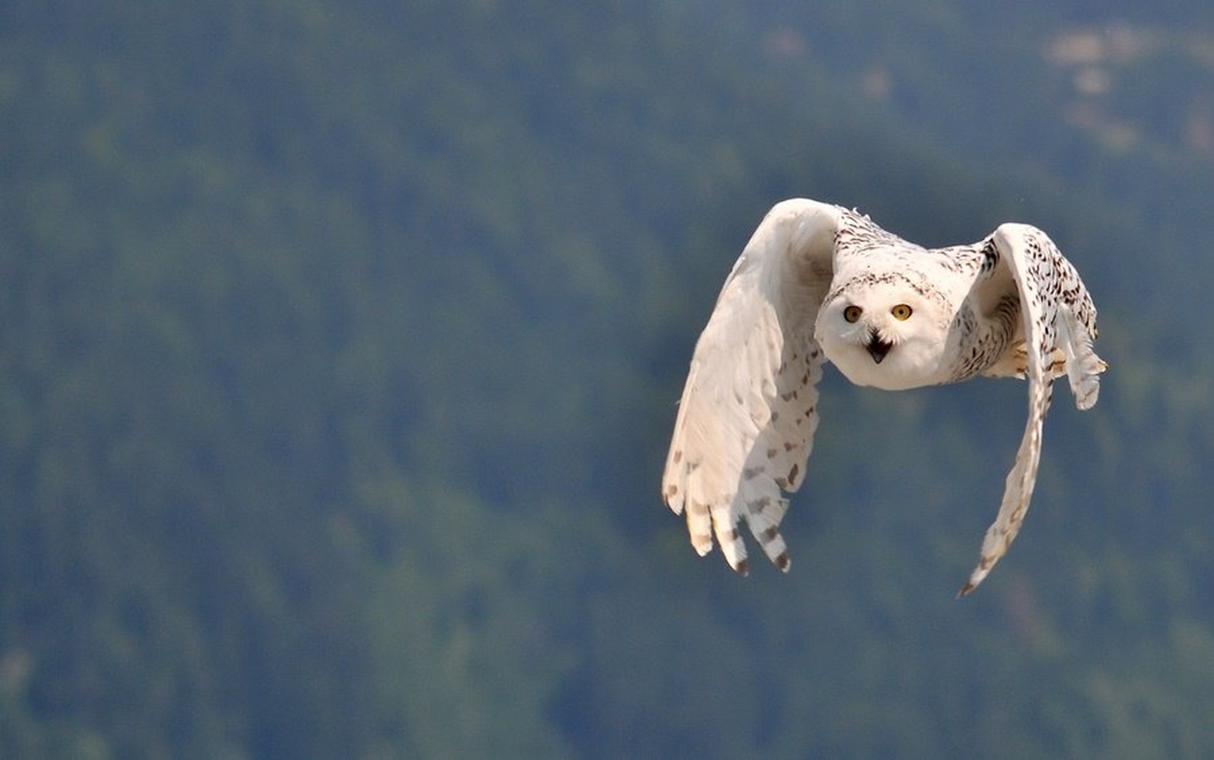 Bubo scandiacus by Simon Marka