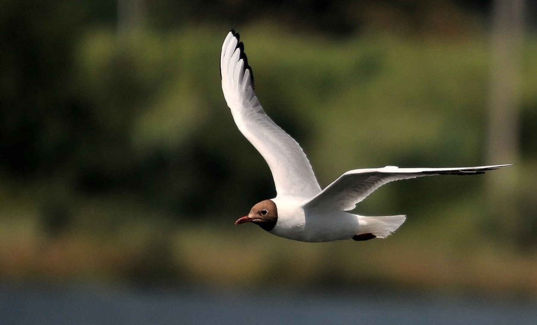 Larus ridibundus by Simon Marka
