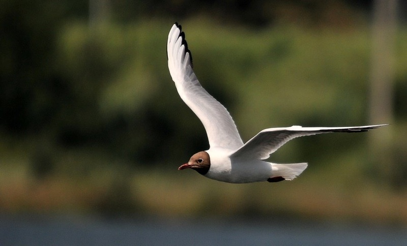 Larus ridibundus by Simon Marka