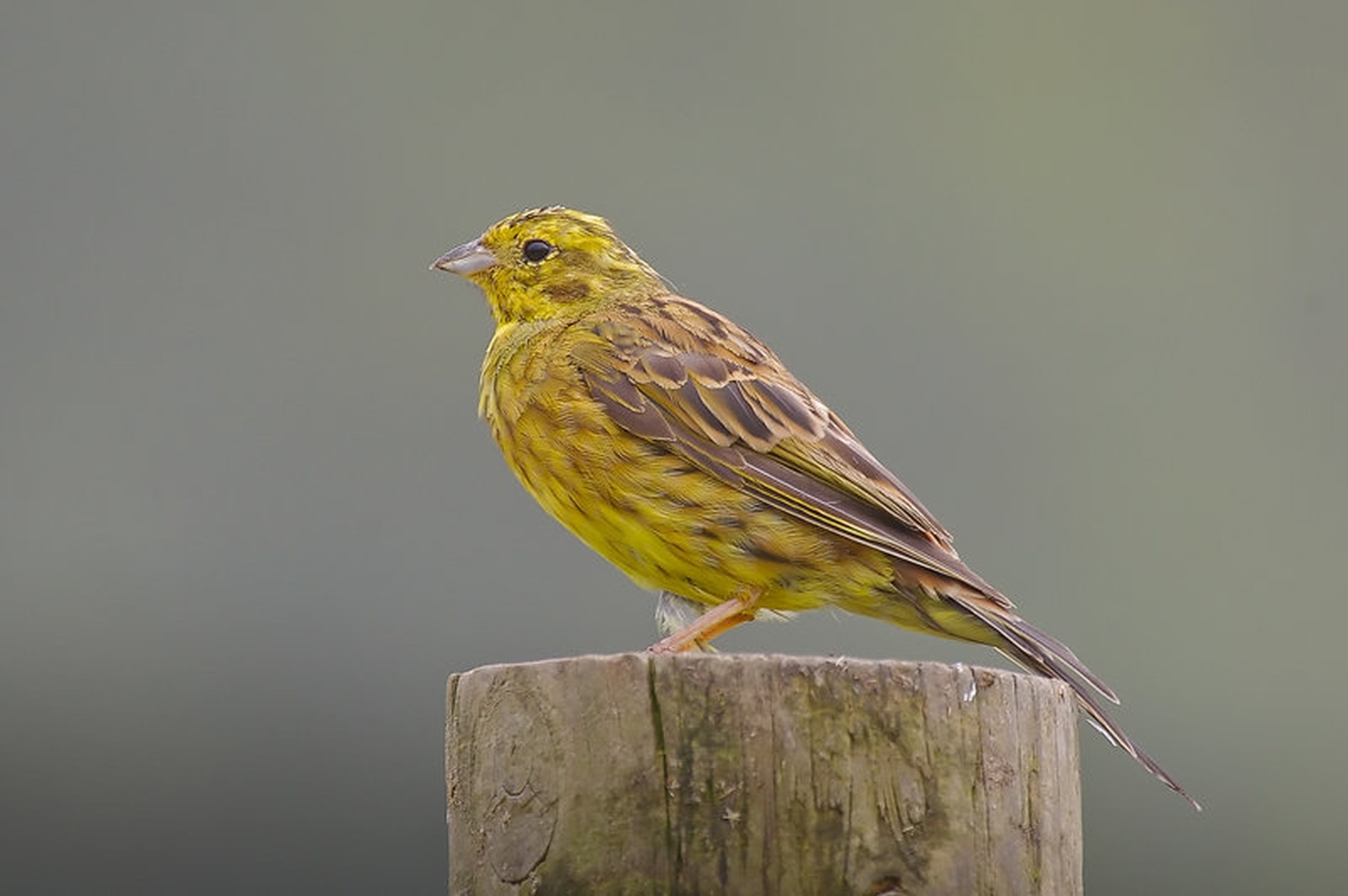 Emberiza citrinella by Simon Marka