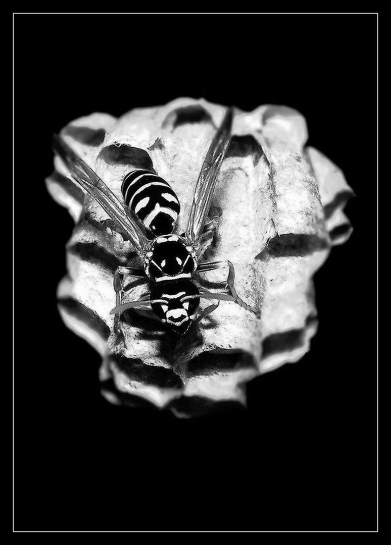 Wasp by Jure Horvat