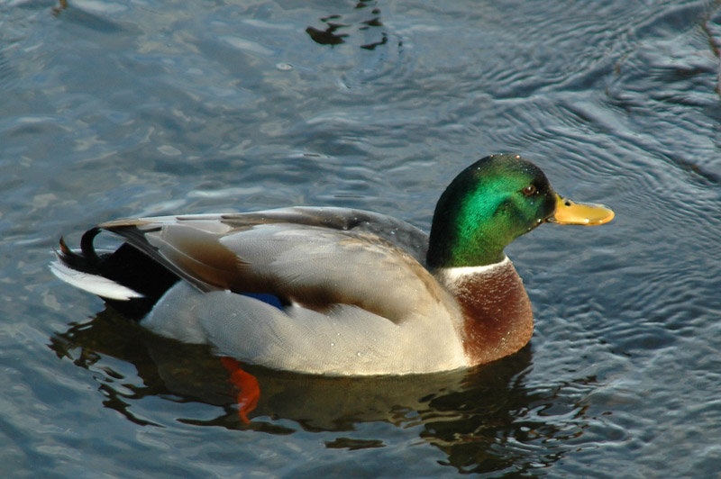 Donald duck by Apachi