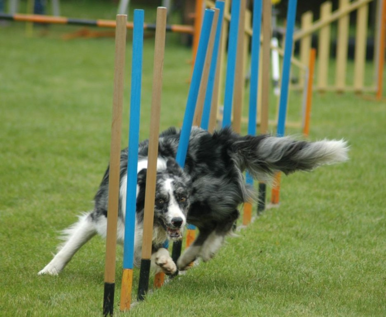 Slalom by