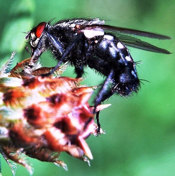 bzzzzzz by schranzgagy
