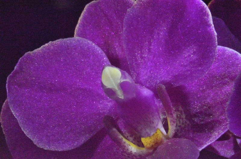 Orhidea macro by metul1