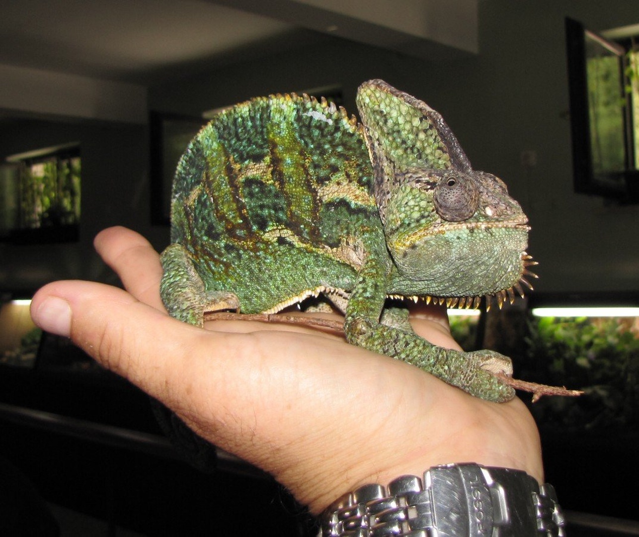 kameleon by