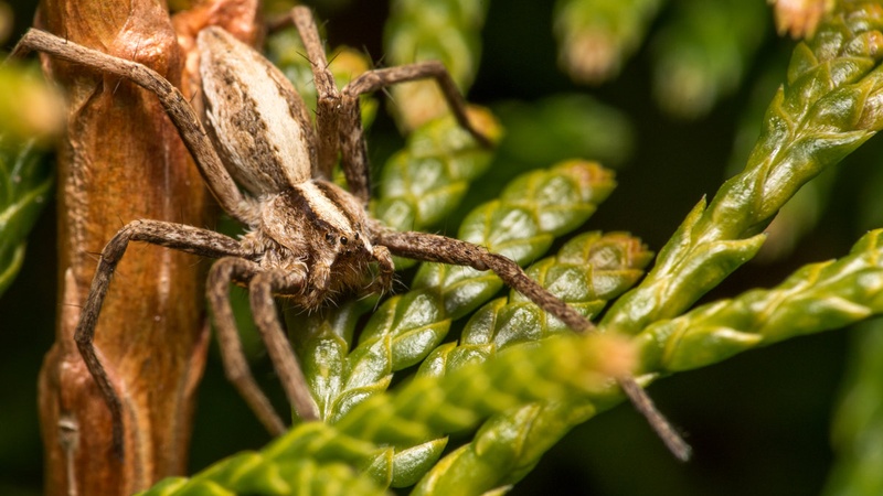 Pajek Pisaura mirabilis by Domen P.