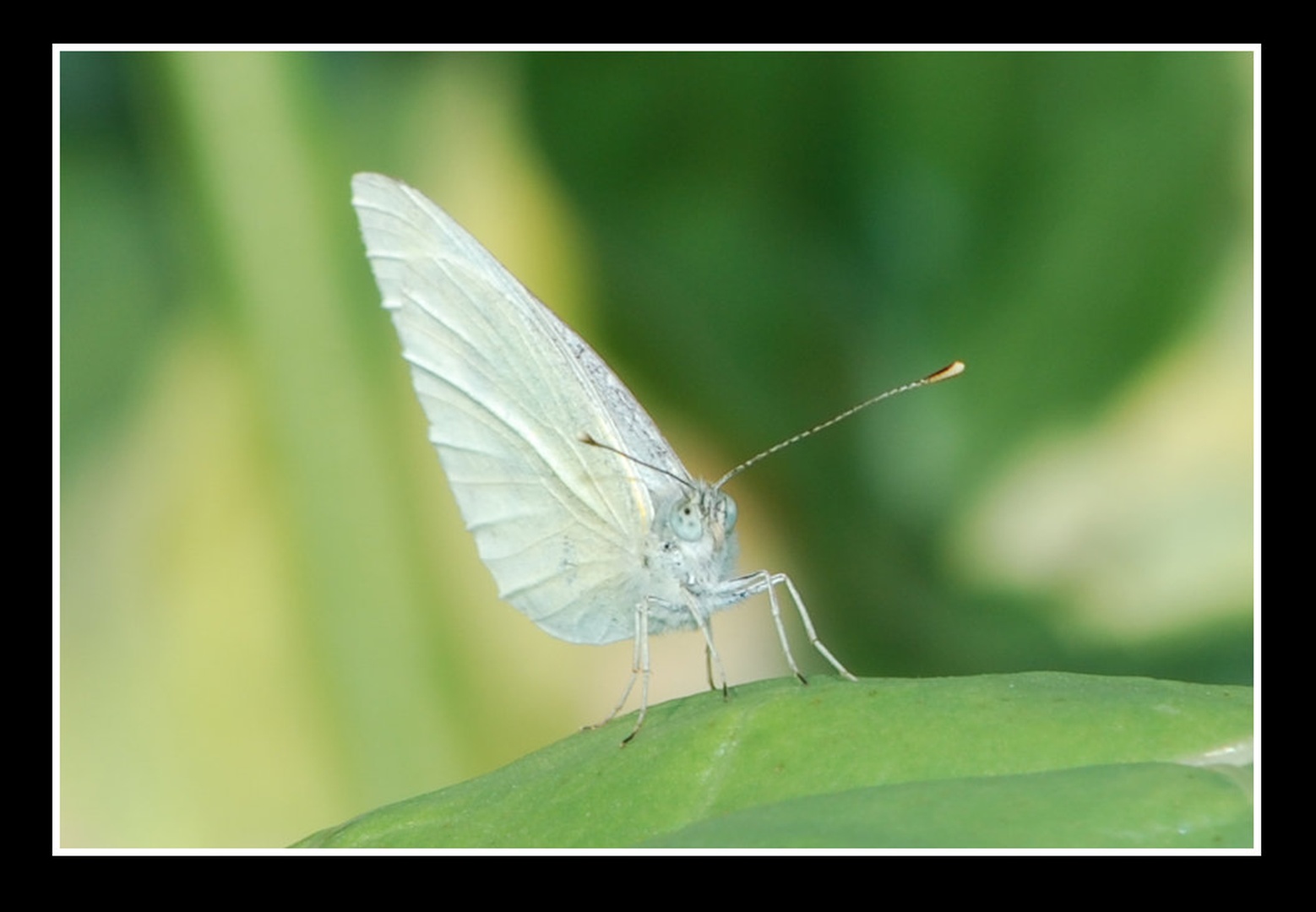Vidim te by Domen P.