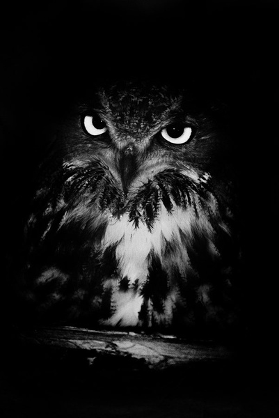 angel of darkness by Domen P.