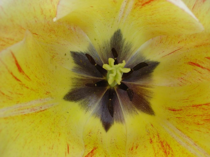 tulip /izvir/ by -