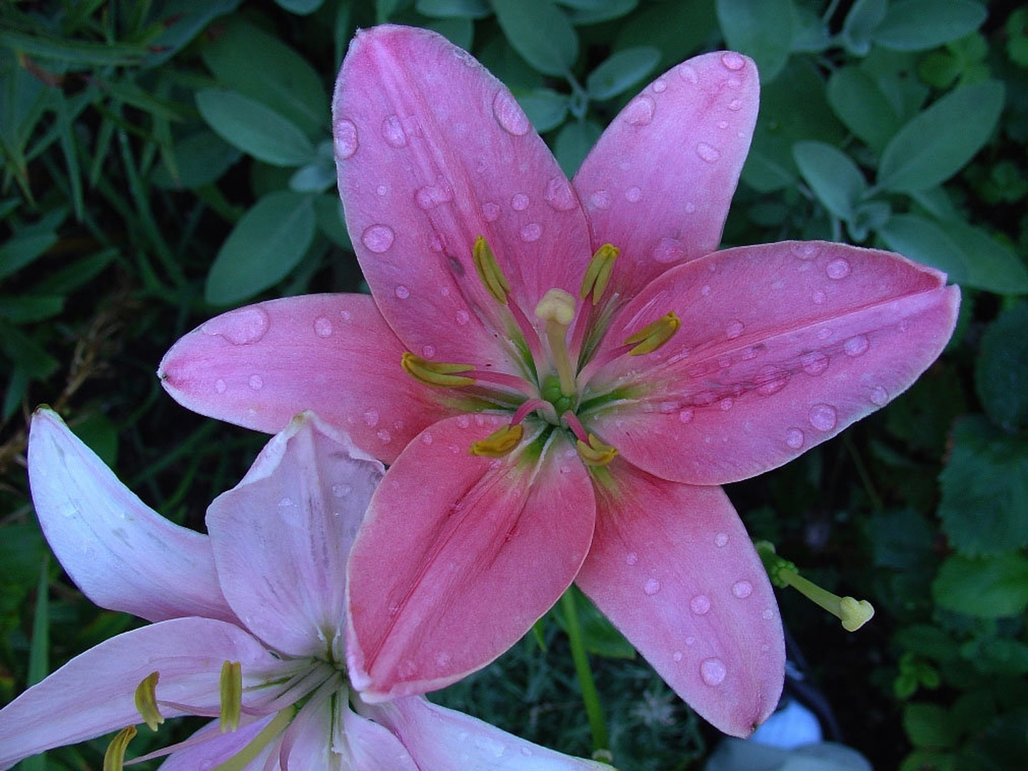 lilija joka by -