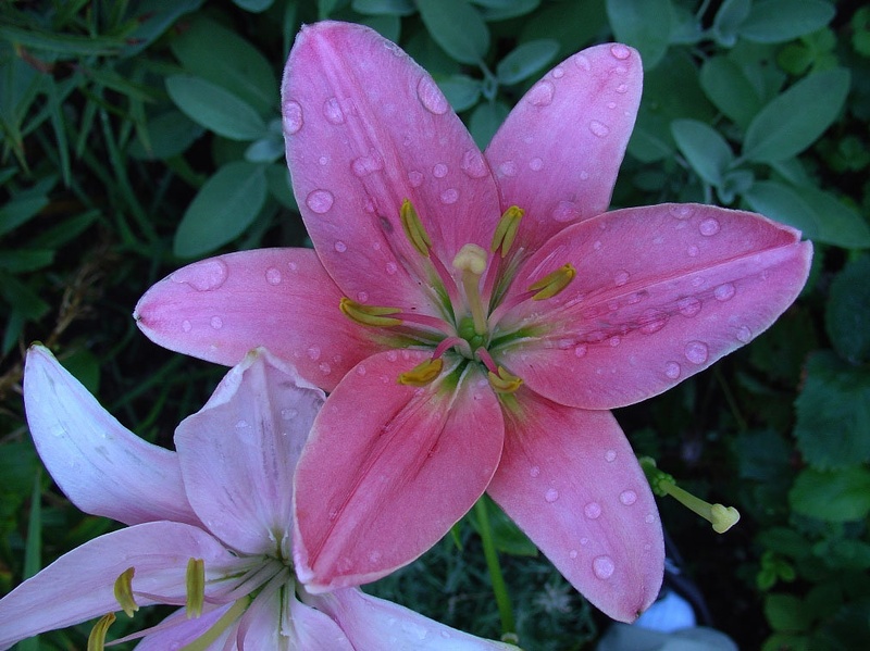lilija joka by -
