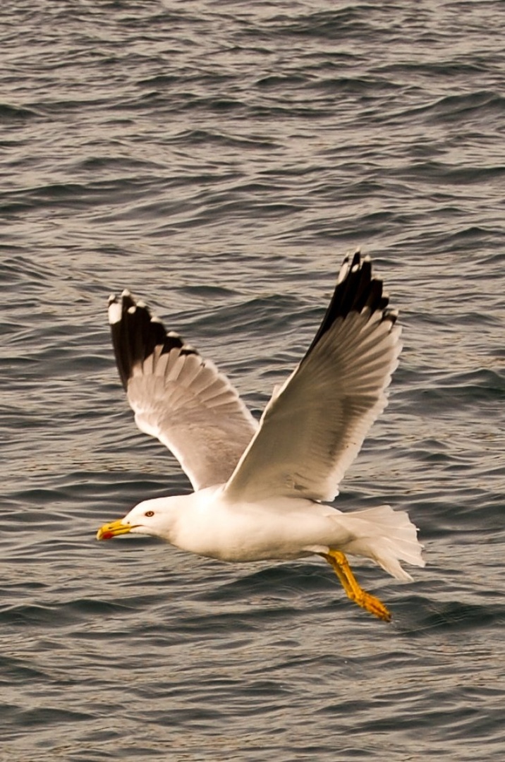 Galeb by Marko Mesarec