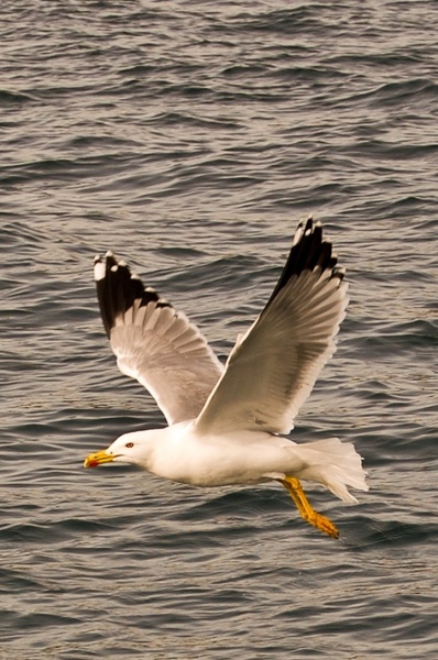 Galeb by Marko Mesarec