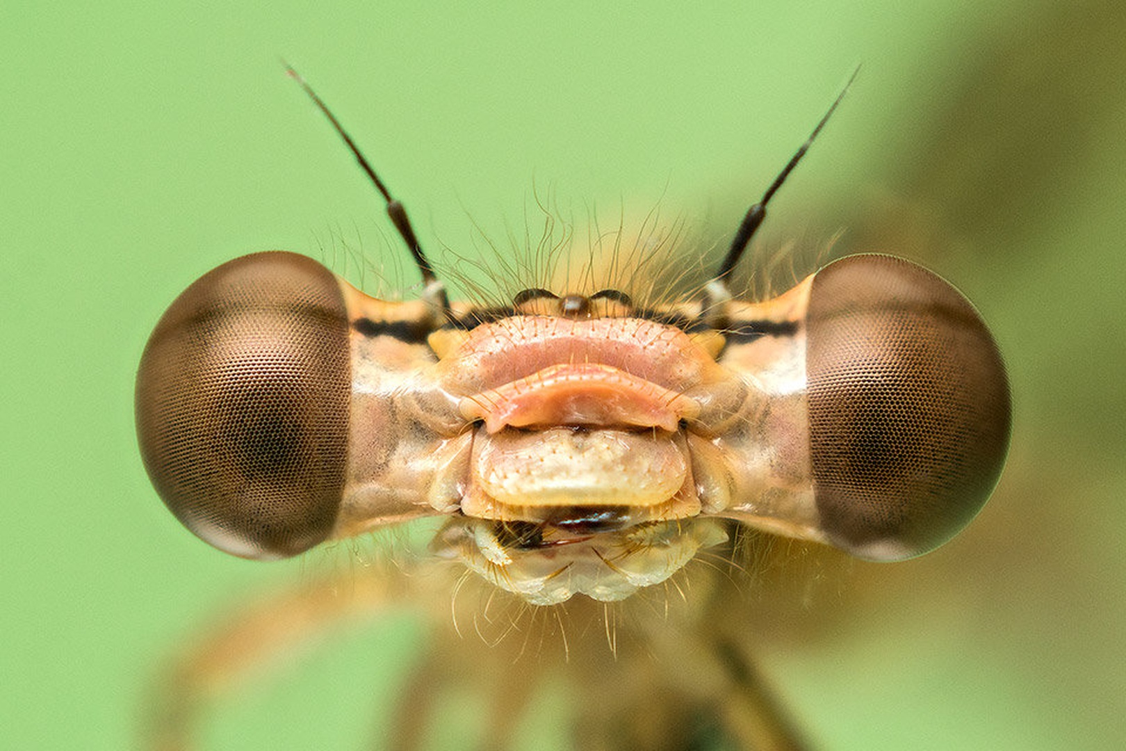 Posing by Tadej Trstenjak
