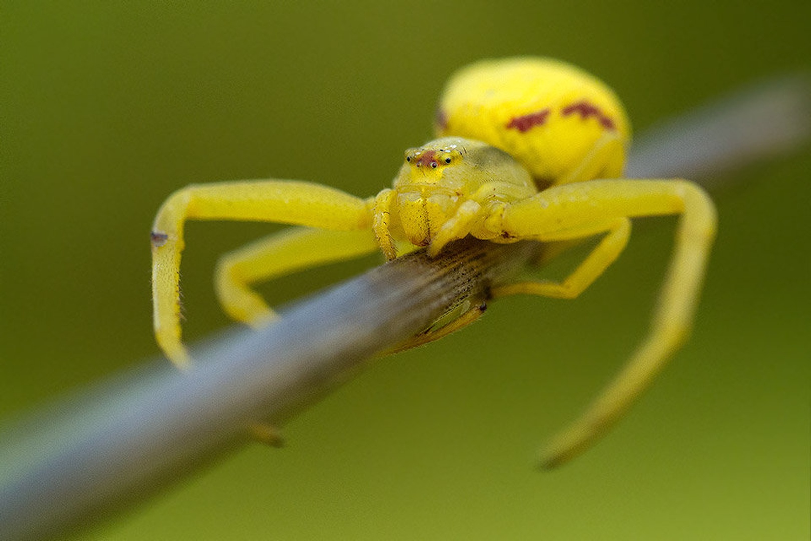 Scared by Tadej Trstenjak