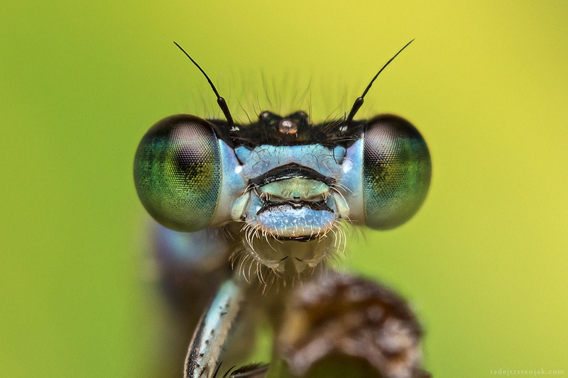 Grumpy by Tadej Trstenjak