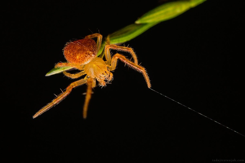 Silky sticky web by Tadej Trstenjak