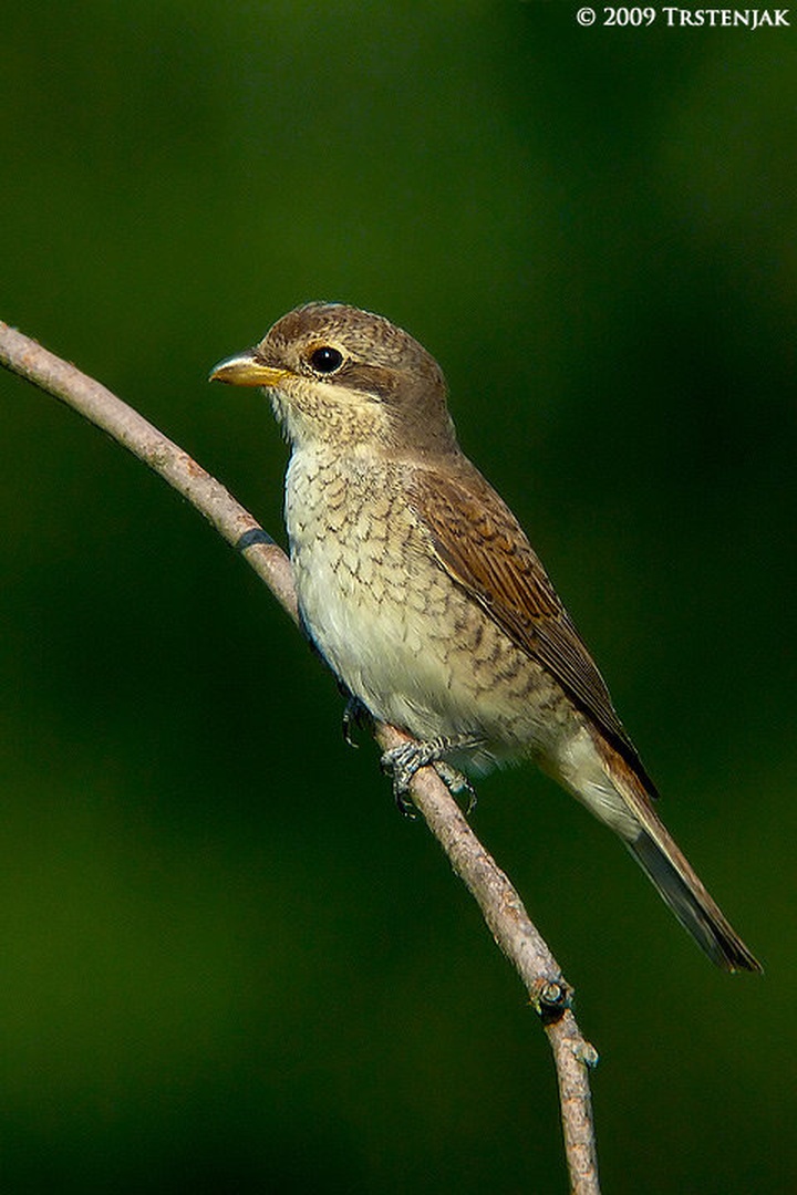 Rjavi srakoper juv. by Tadej Trstenjak