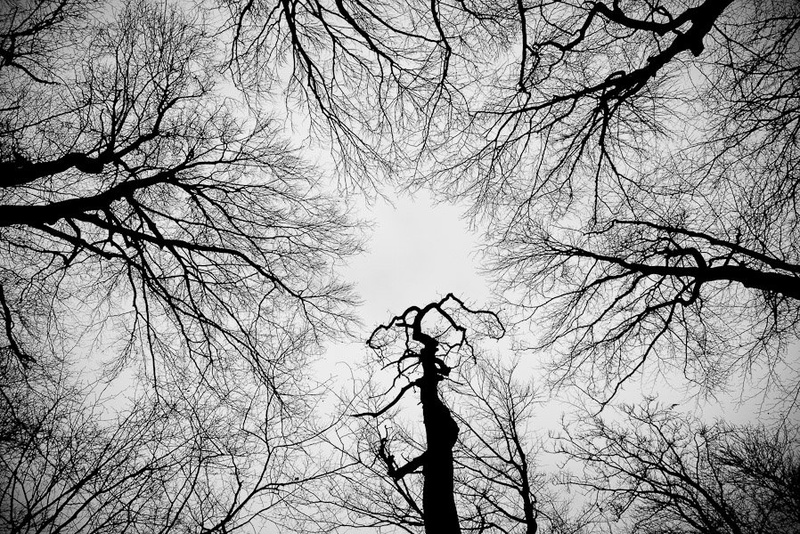 Gathering by Tadej Trstenjak