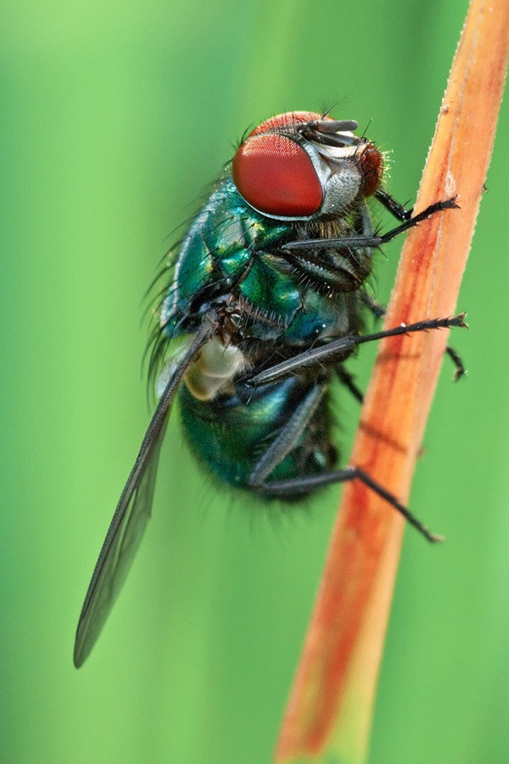 Red eye fly by Tadej Trstenjak