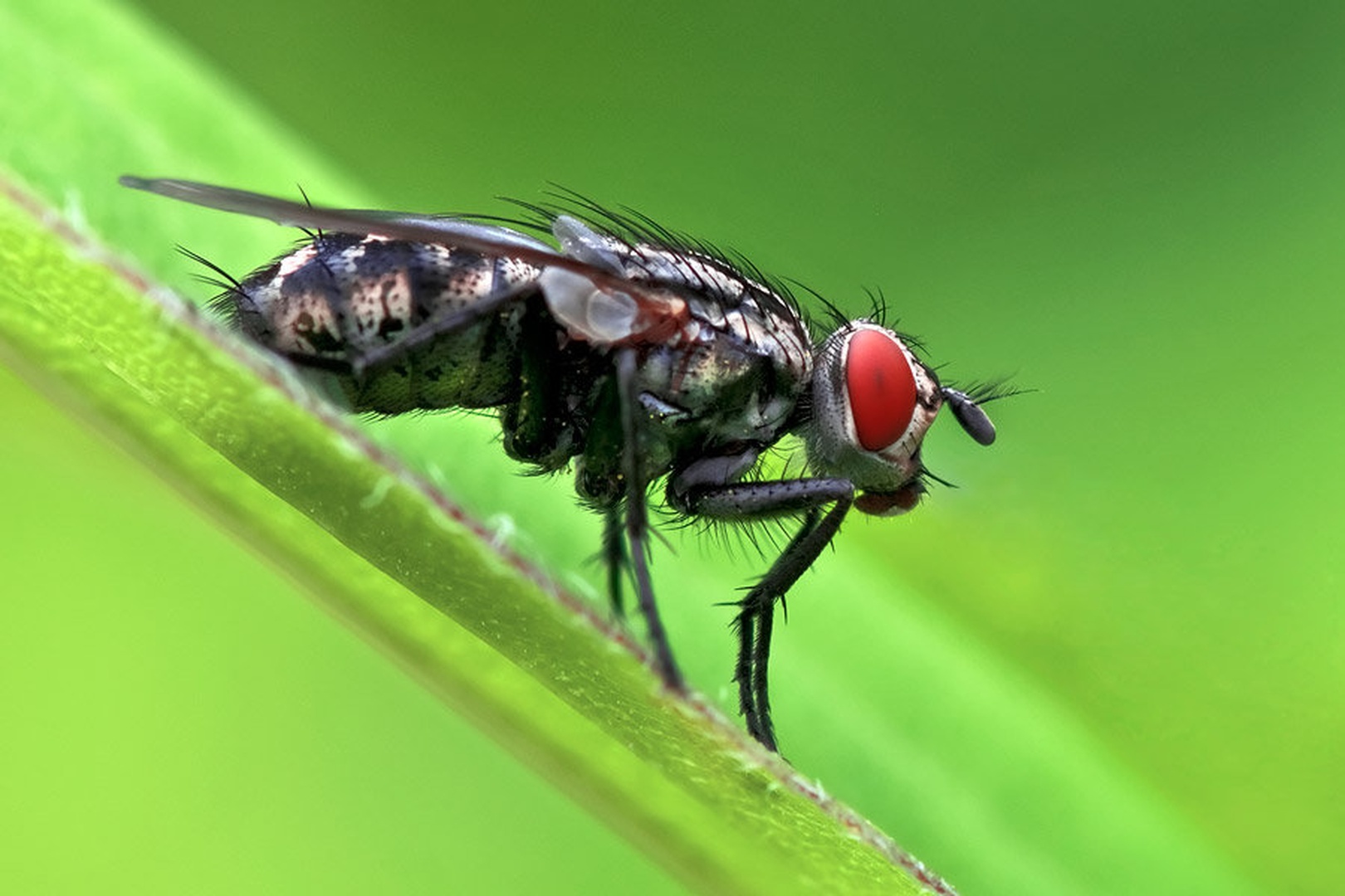 Sliding fly by Tadej Trstenjak