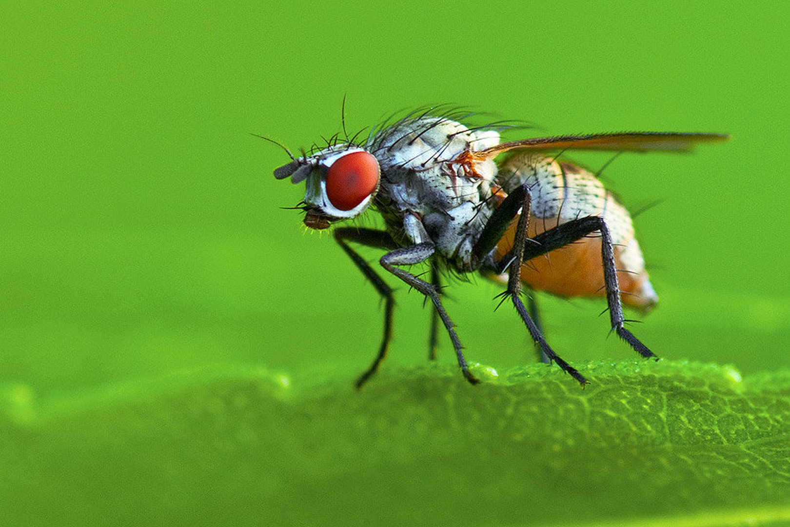Waiting fly by Tadej Trstenjak