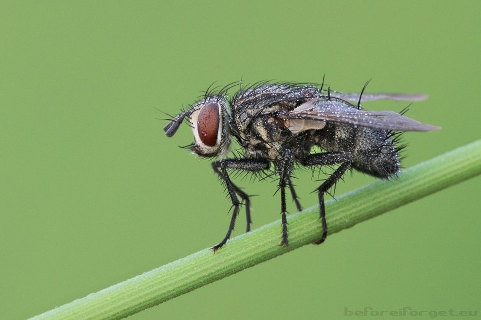 Another fly by Tadej Trstenjak