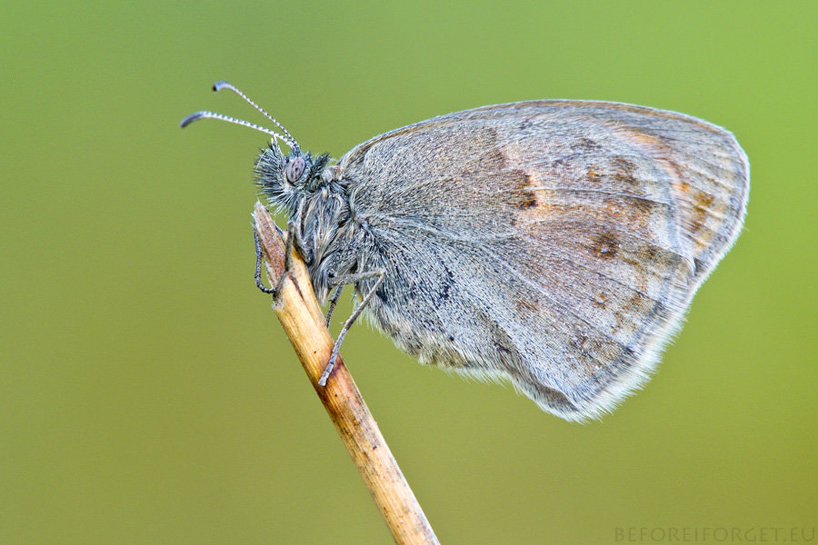 Coenonympha pamphilus by Tadej Trstenjak