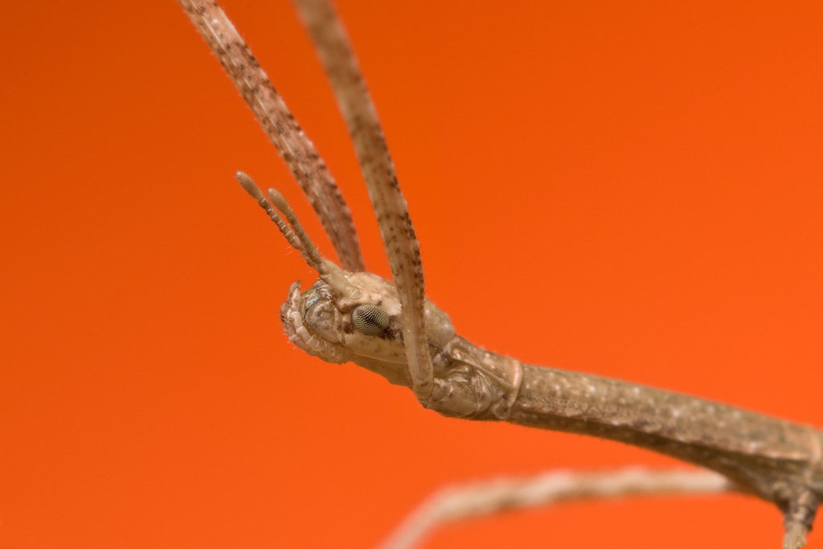 Walking Stick by Tadej Trstenjak
