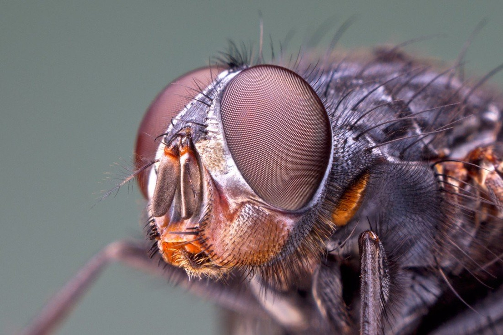 Fly Face by Tadej Trstenjak