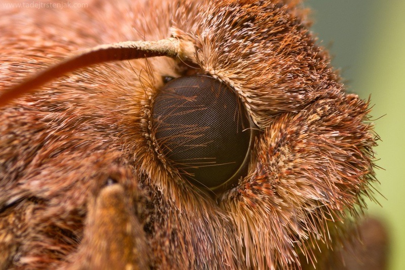 Hairy Moth by Tadej Trstenjak