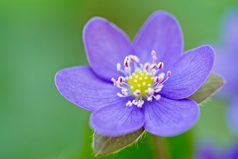 Purple by Tadej Trstenjak