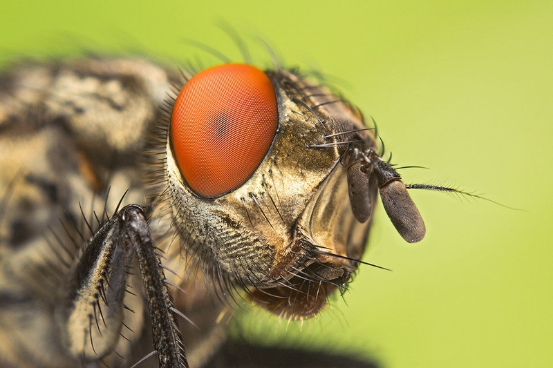 Red Eyed by Tadej Trstenjak