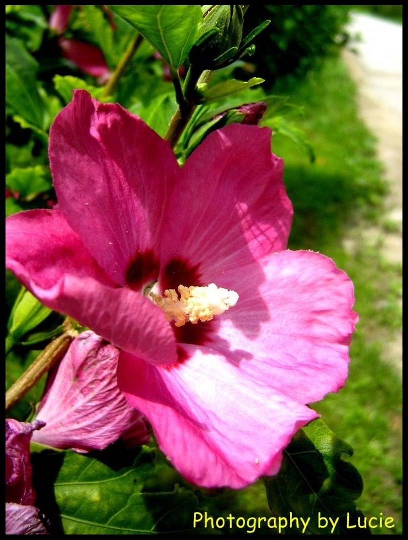 Hibiskus by Lucija Šantej