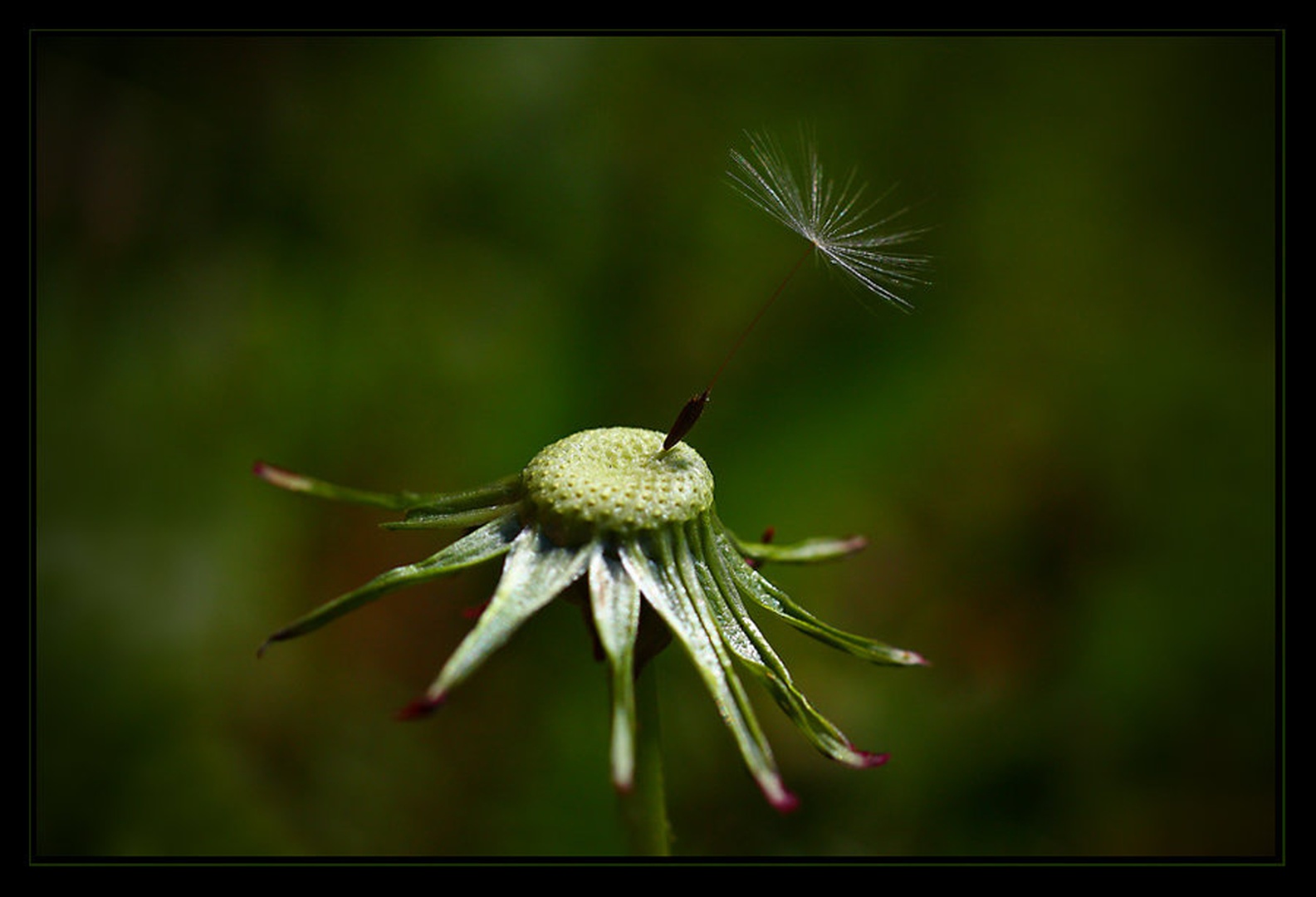 Last man standing by Denis Sodrznik