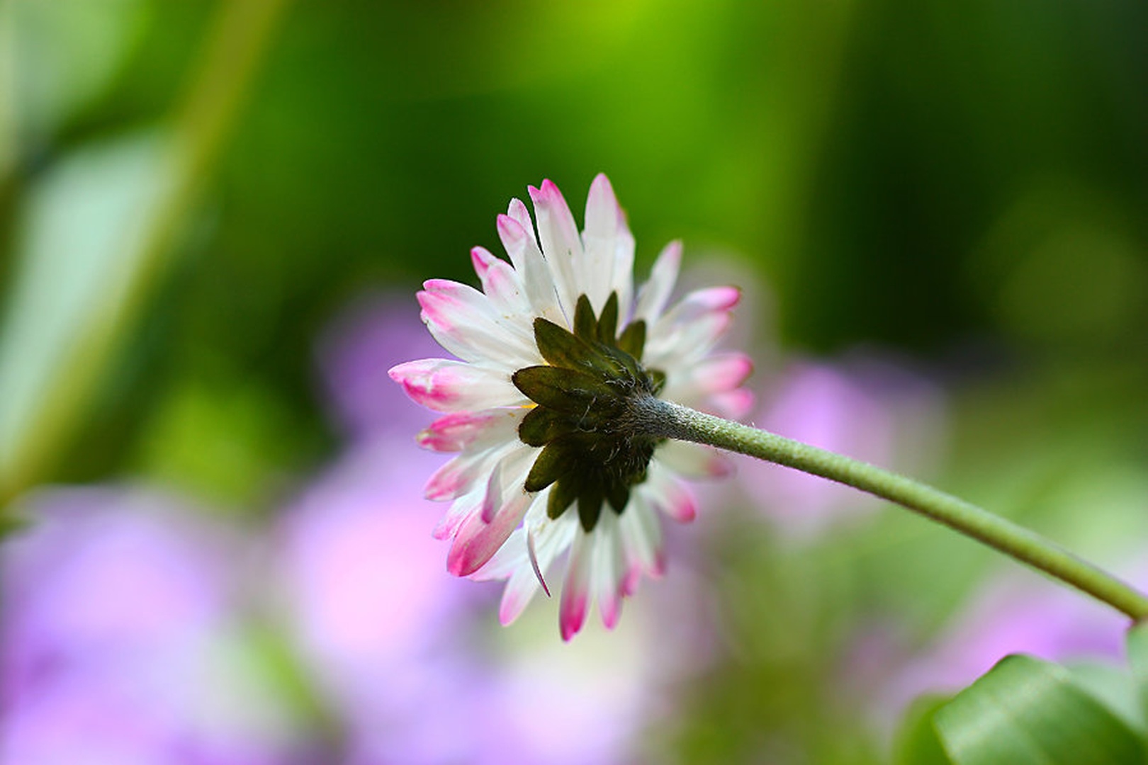 Miss Daisy by Denis Sodrznik