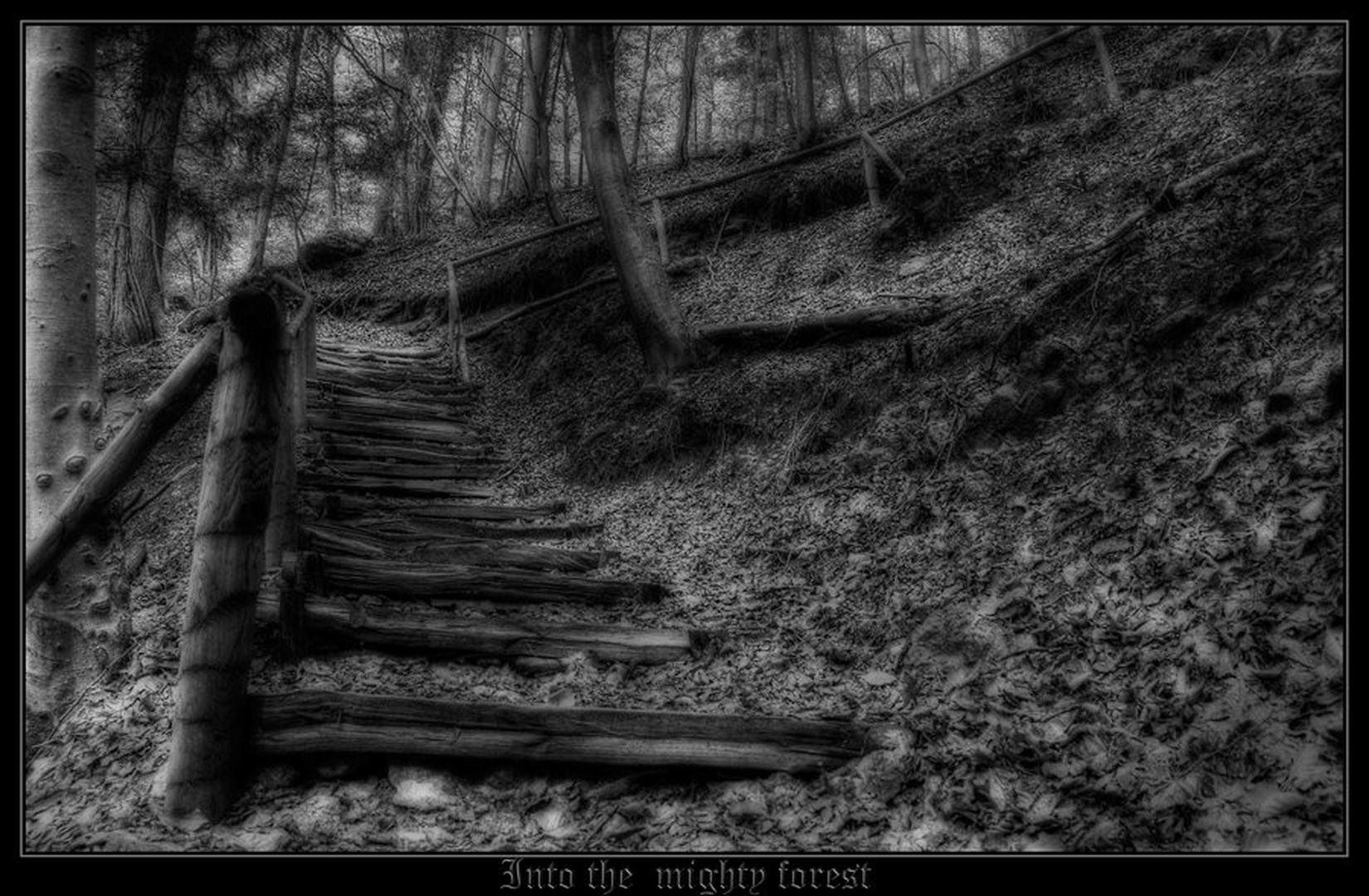 Into the mighty forest by Denis Sodrznik