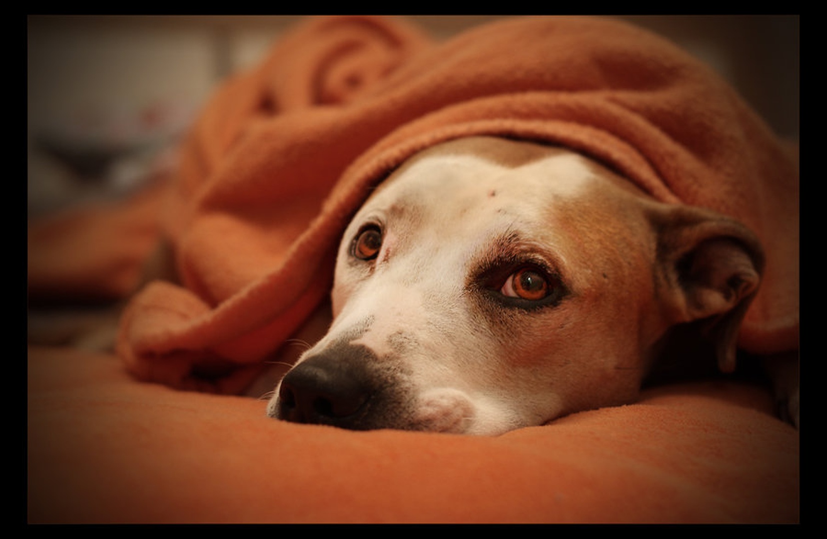 so sad and tired... by Denis Sodrznik