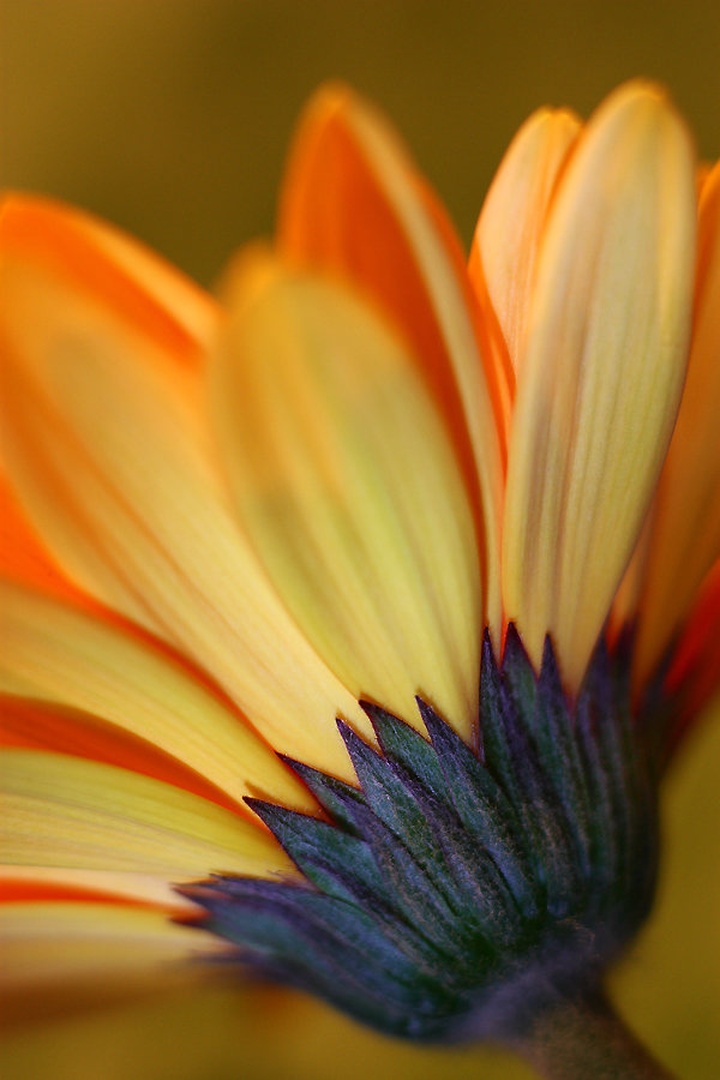 gerbera by Denis Sodrznik