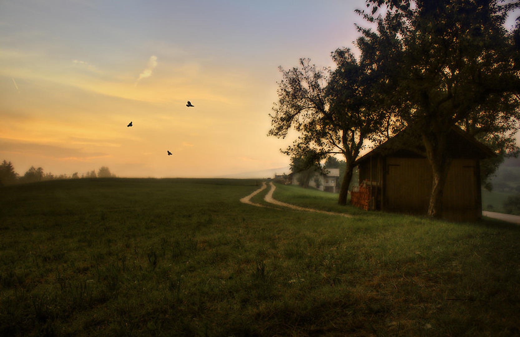 three little birds by Denis Sodrznik