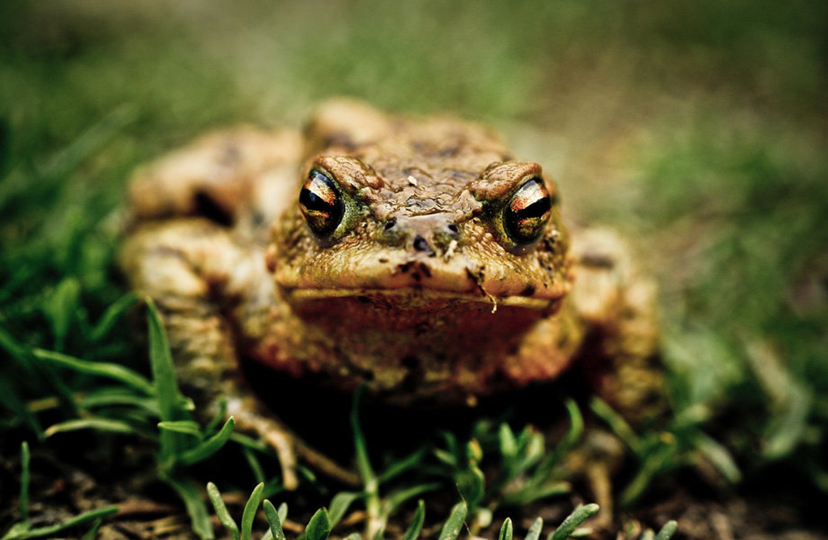 eye contact by Denis Sodrznik
