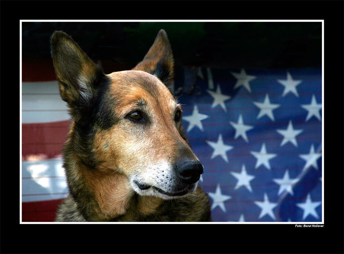 American DOG by Borut Hočevar