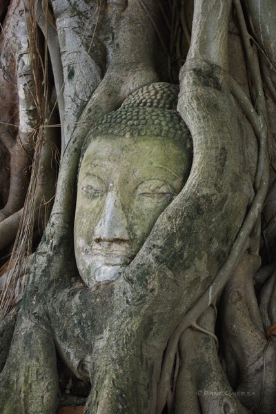 Pozabljeni Buddha by Dane Omersa