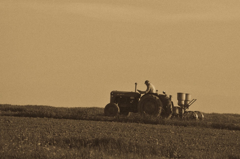 Zlato polje by MatM