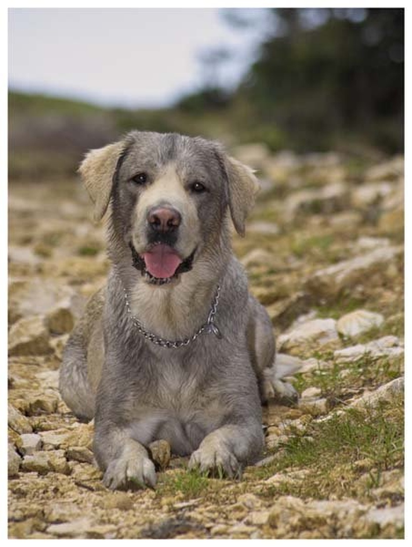 nuevo colore Labrador retriever by