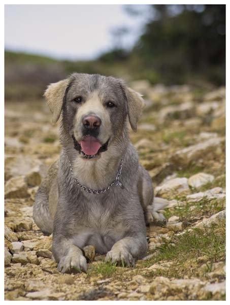 nuevo colore Labrador retriever by olkient