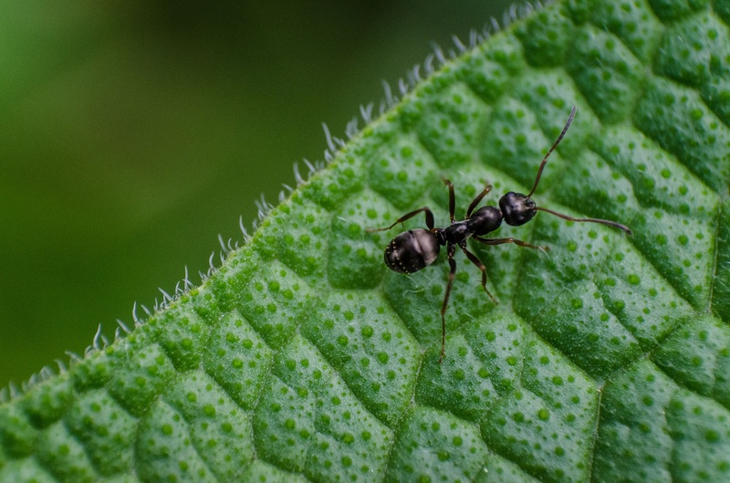 Mravlja by TriCikl