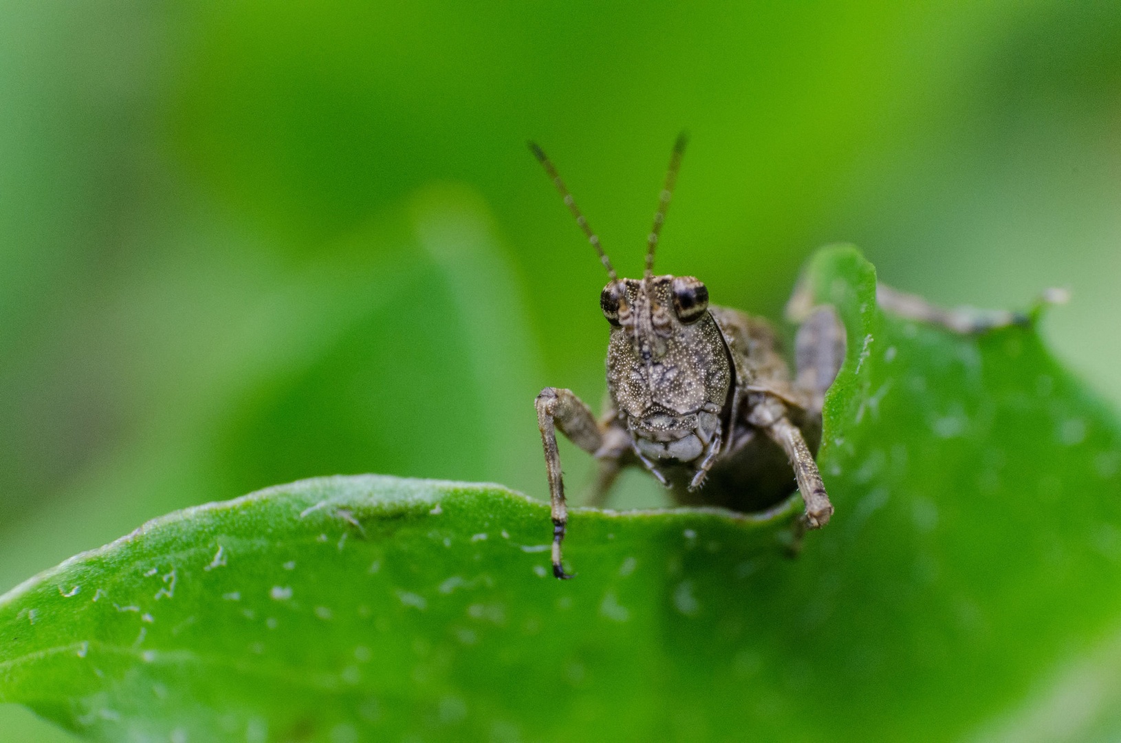 Kobilica by