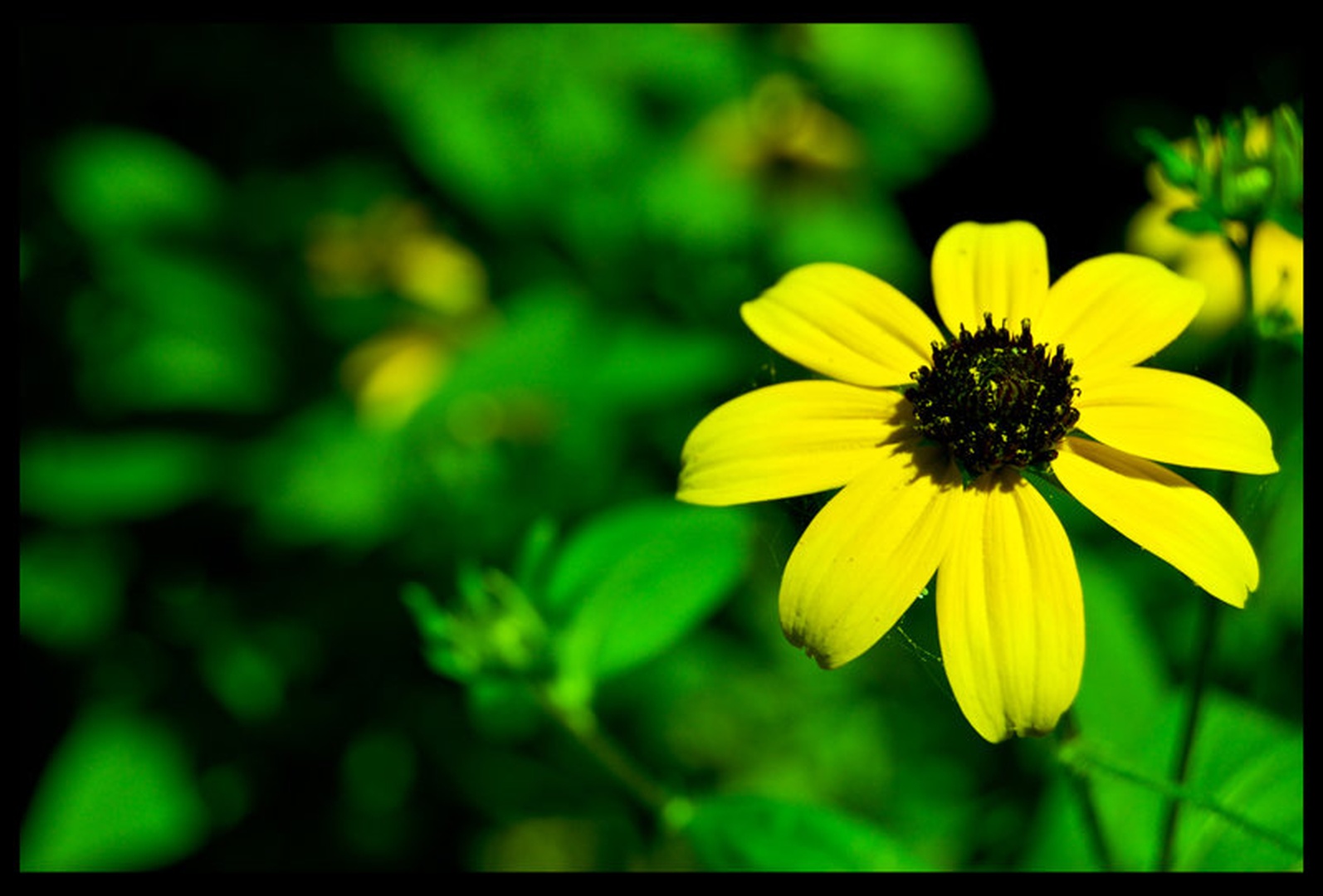 Zelena rumena rožica =) by